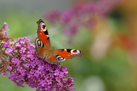 European peacock (Aglais io), on summer lilac or butterfly-bush (Buddleja davidii), Wilden, North