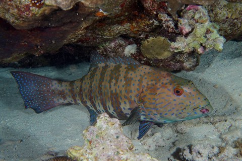 Red Sea trout perch (Plectropomus pessuliferus marisrubri) at night. Dangerous Reef Dive Site, St