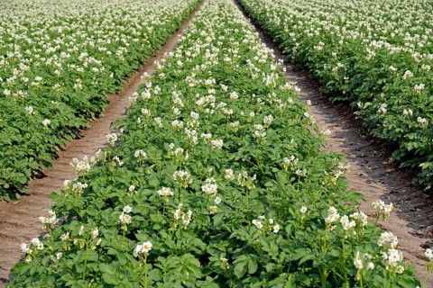 Field with potatoes (Solanum tuberosum) at flowering time, North Rhine-Westphalia, Germany, Europe