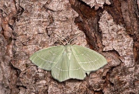 Campaea margaritata (Campaea margaritaria), Valais, Switzerland, Europe