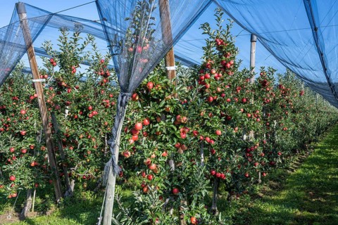 Apple orchard with apples ripe for harvesting and hail protection net, Bodman-Ludwigshafen,