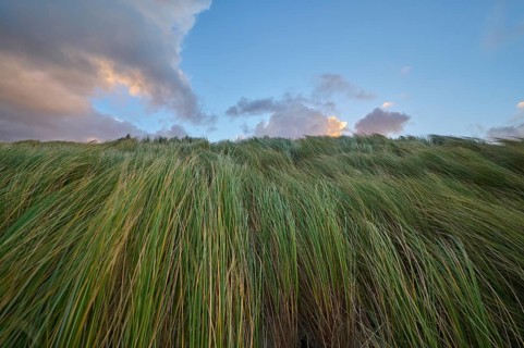 Sand dune, dune grass, wind, clouds, sunrise, Zandvoort, North Sea, North Holland, Netherlands