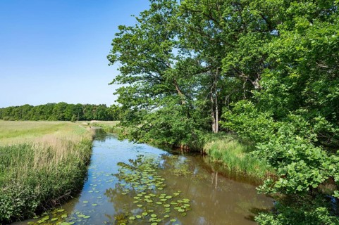 River Aller, oak trees (Quercus), blue sky, Allertal nature reserve between Wolfsburg and Gifhorn,