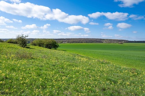 Meadow with common cowslip (Primula veris), flowering, blue sky, white clouds, Thuringia, Germany,