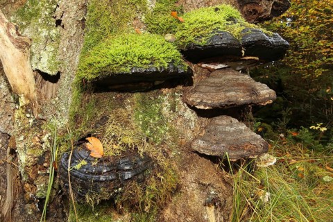 Common beech (Fagus sylvatica) deadwood overgrown with mossy tinder funguses (Fomes fomentarius),