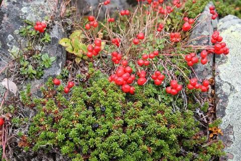 Red cranberries (Vaccinium subg.) and black crowberries (Empetrium nigrum) in the tundra, Lapland,