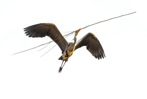 Grey heron (Ardea cinerea) transports nesting material, Highkey image, Aggeraue, Wahner Heide,