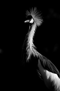 Black crowned crane (Balearica pavonina), black and white, captive