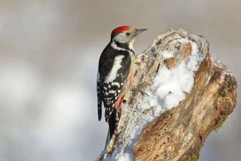 Middle Spotted Woodpecker (Dendrocopus medius), sitting attentively on a snowy tree root in winter,