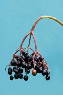 Elderberries, Germany, Black elderberries, Europe, Plants, Honeysuckle family, Caprifoliaceae,