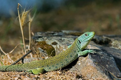 Ocellated lizard (Timon lepidus), eyed lizard, jeweled lacerta (Lacerta lepida) basking, Spain,