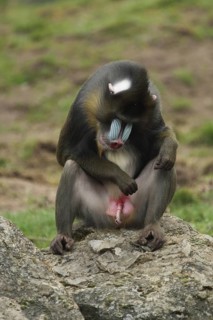 Mandrill (Mandrillus sphinx), male, sitting, penis, guenon, guenon, Anthropoidae, catarrhines