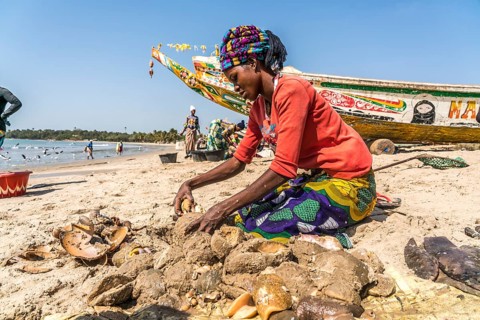 Fishermen's wives clean the freshly caught sea snails on the beach of Sanyang, Gambia, West Africa,