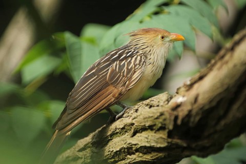 Guira cuckoo (Guira guira), captive