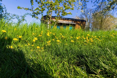 Blossoming apple orchards with beekeeping