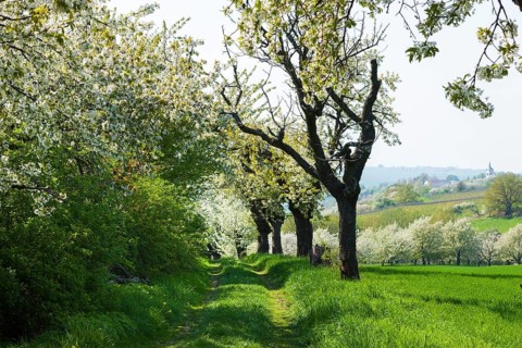 Spring in a carp tavern near Meissen