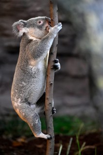 Koala (Phascolarctos cinereus), climbing on tree trunk, captive, Baden-Württemberg, Germany, Europe