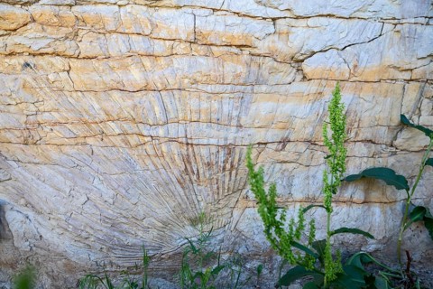 Golden, Colorado, An impression of a palm frond along the Triceratops Trail is evidence that