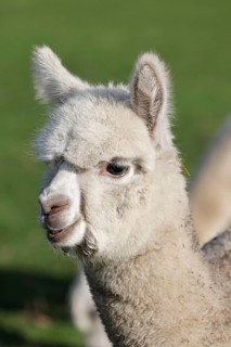 Young alpaca (Vicugna pacos), animal child, foal, Germany, Europe