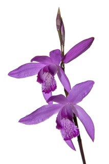 Flower of the chinese ground orchid (Bletilla striata), also known as marsh orchid, Germany, Europe