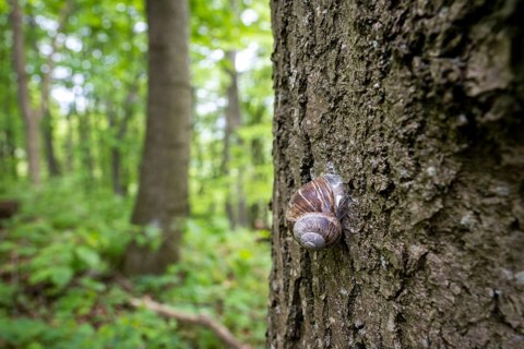 Snail on a tree, Wiesensteig, Swabian Alb, Baden-Württemberg, Germany, Europe