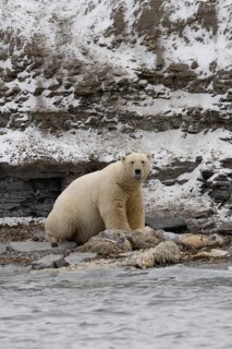 Scavenging polar bear (Ursus maritimus) eating the carcass of a stranded dead minke whale on the
