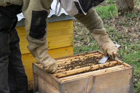 Honey bees (Apis), beekeeper removing frame with bees from hive, Baden-Württemberg, Germany, Europe