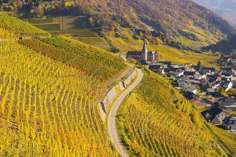 Vineyards in autumn, Mayschoß with parish church, red wine growing region Ahrtal, red wine of the