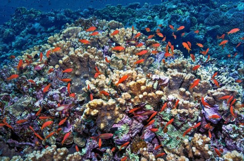 Small school of fish Shoal of sea goldies (Pseudanthias squamipinnis) swims over coral block of