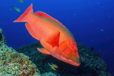 Red pig-lipfish (Bodianus scrofa) Pigfish, Eastern Atlantic, Madeira, Portugal, Europe