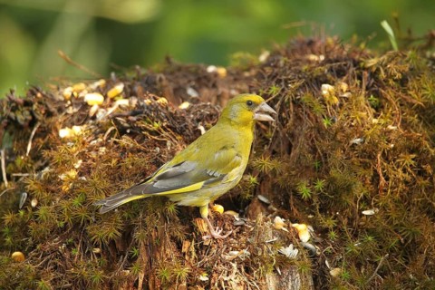 European greenfinch (Chloris chloris) at the summer feeding site, Allgäu, Bavaria, Germany, Europe
