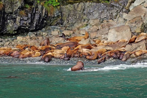 Sea lions lying on the beach, Prince William Sound, Autumn, Valdez, Alaska, USA, North America