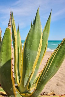 Century plant (Agave americana variegata) growing on a beach near Tarragona, Catalonia, Spain,