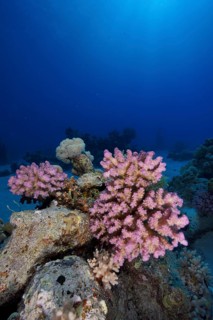 Pawpaw Coral (Pocillopora verrucosa), Small Abu Reef Dive Site, Fury Shoals, Red Sea, Egypt, Africa