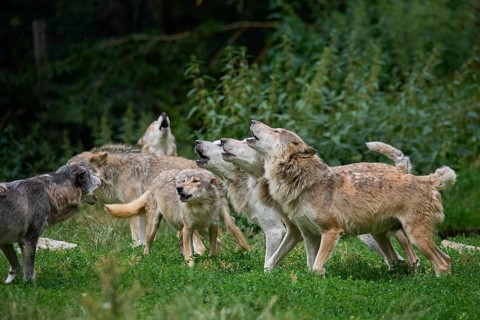 Timber Wolf (Canis lupus), howling group of wolves, captive, Germany, Europe