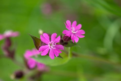 Flowers of a red campion (Silene dioica), Bavaria, Germany, Europe
