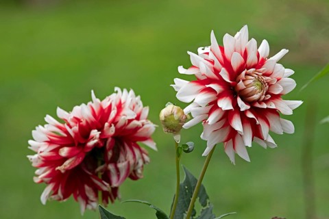 White-red dahlias, Kiel, Schleswig-Holstein, Germany, Europe