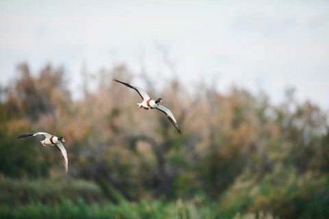 Common shelduck (Tadorna tadorna) couple flying, Camargue, France, Europe