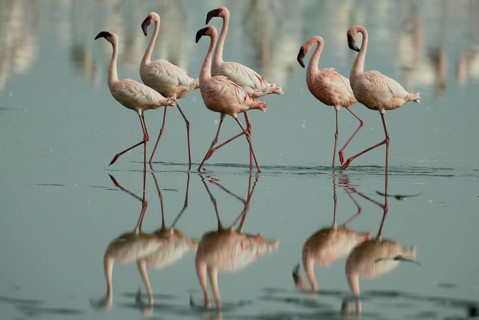 Lesser Flamingos (Phoeniconaias minor) at lake Nakuru, Nakuru national park, Kenya, Africa
