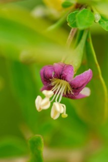 Fenugreek (Lycium barbarum)