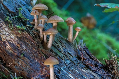 Spotted freckle-gilled gymnopilus (Gymnopilus penetrans) Mixed forest, Franconia, Bavaria, Germany,