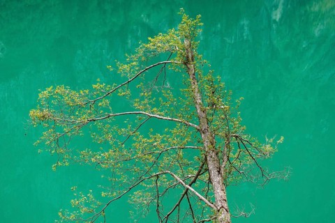 Deciduous tree above water surface, reservoir, Stilluptal, Stillupgrund, Mayrhofen, High Mountain