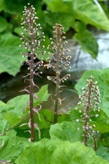 Butterbur (Petasites hybridus), medicinal plant, herb, wild plant, medicinal use