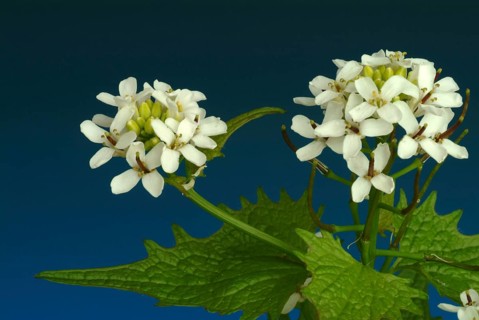 Garlic rue, garlic rue, medicinal plant, seasoning plant, spice, herb, wild plant, medicinal use,
