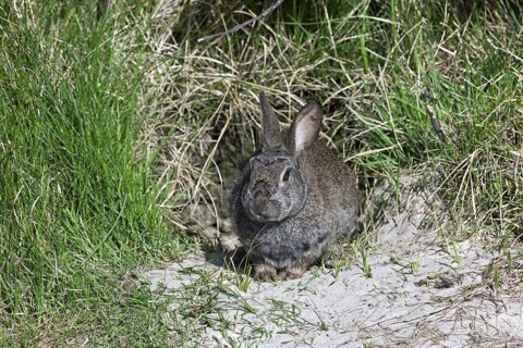 European rabbit (Oryctolagus cuniculus) in front of burrow entrance, Germany, Europe