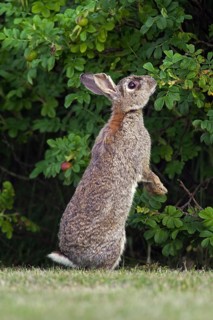 European rabbit (Oryctolagus cuniculus), common rabbit standing upright and eating leaves from bush