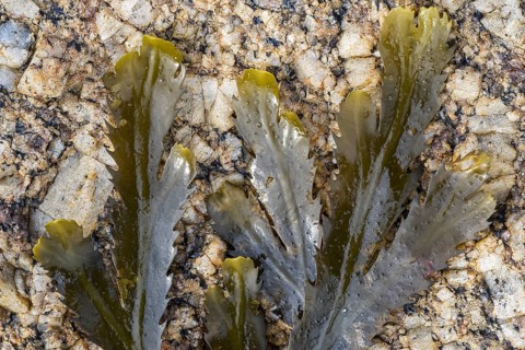 Toothed wrack, serrated wrack (Fucus serratus) seaweed of the north Atlantic Ocean