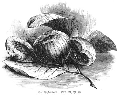 The sycamore (sycomorus), oil garden, mulberry tree, Baal Hanan, Joash, oil treasure, plant, fruit,