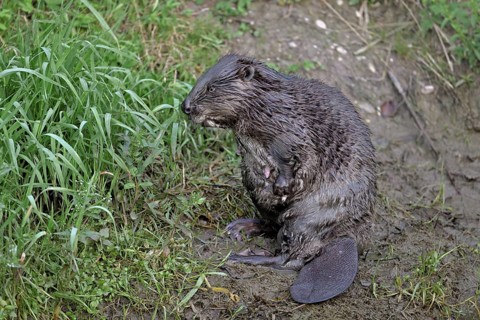 Eurasian beaver, european beaver (Castor fiber) mother standing on the river bank, Freiamt, Canton