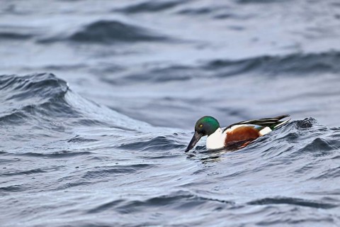 Northern shoveler (Spatula clypeata) (Syn.: Anas clypeata), male swimming on Lake Zug, Switzerland,